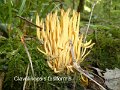 Clavulinopsis fusiformis-amf408